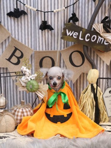 20251022サージュちゃん