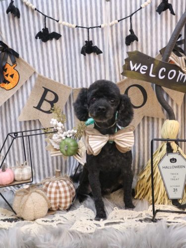 20251022マハロくん