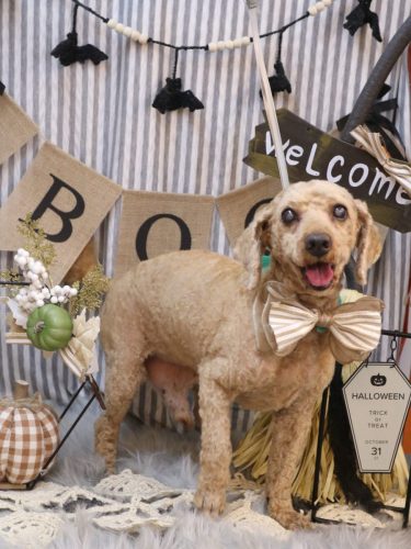 20251023-ノンくん