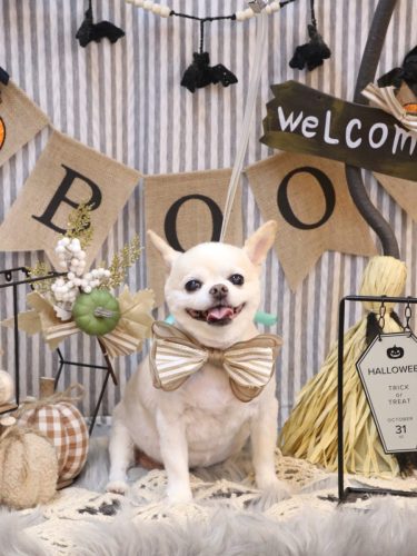 20251023ソックスくん