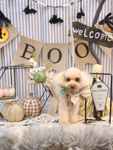 20251023こむぎちゃん