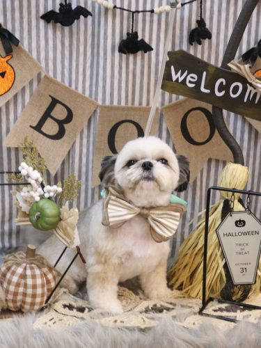 20251024こむぎちゃん