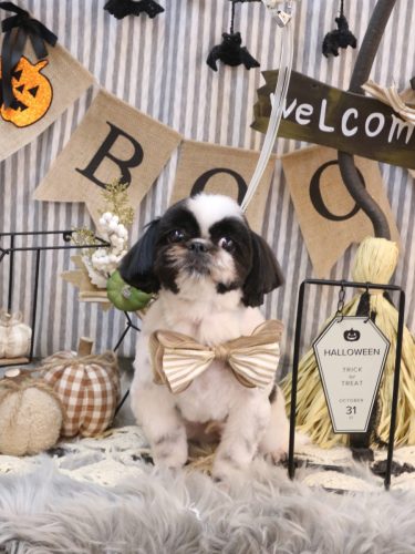 20251024たいがくん