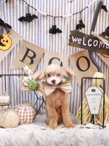 20251025モカくん