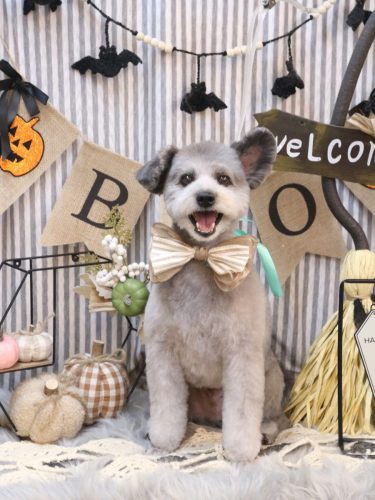 20251025シルヴァくん