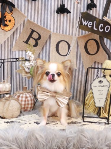 20251025プリュ―くん