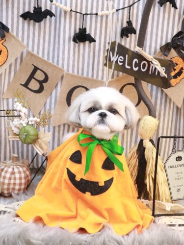 20251025みたらしちゃん