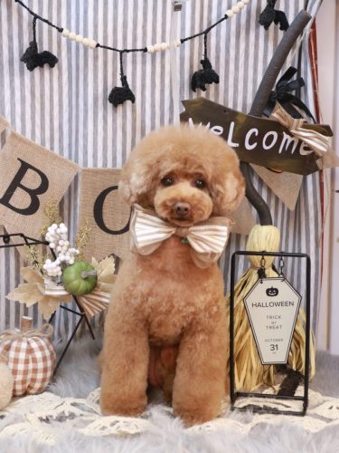 20251026ろこちゃん