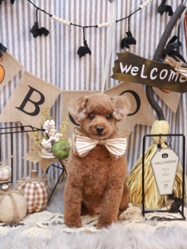 20251026ココアくん