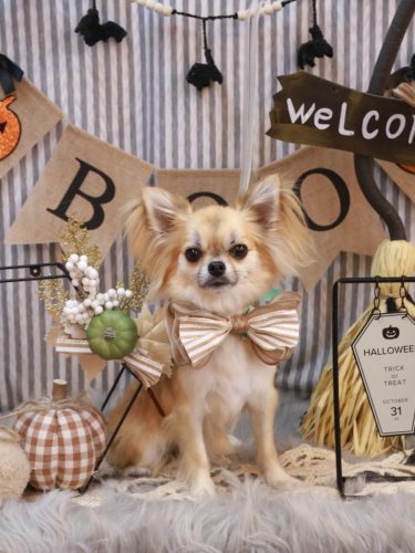 20251026ぽんくん