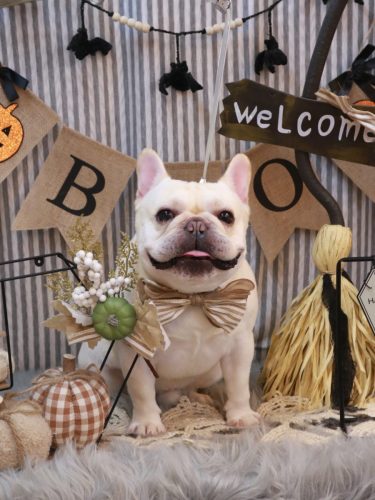 20251026だいずくん