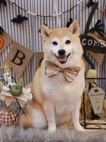 20251026梅子ちゃん