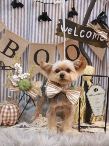 20251026メイちゃん