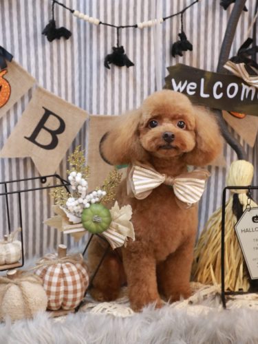 20251026ベルくん