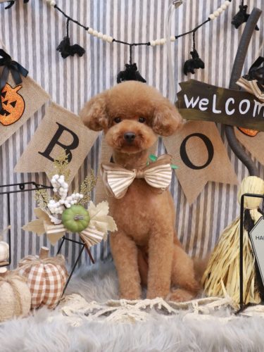 20251026まめくん