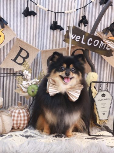 20251028アンバーちゃん