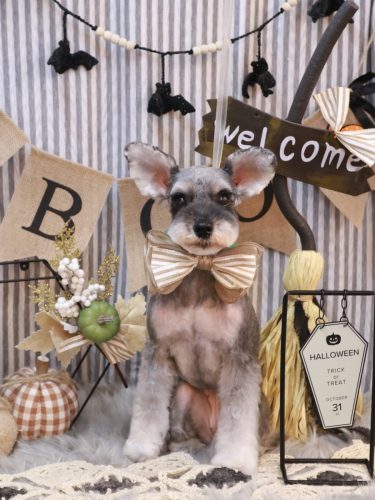 20251028むぎちゃん