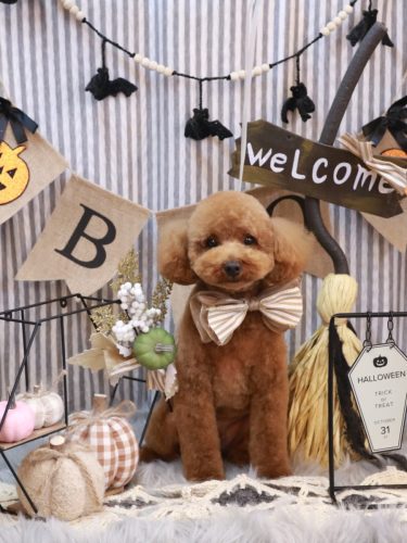 20251028モコくん