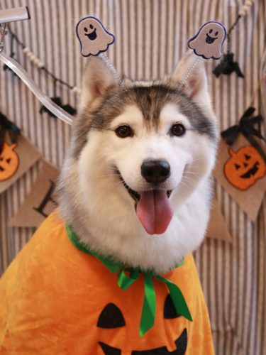 20251029ひかりちゃん