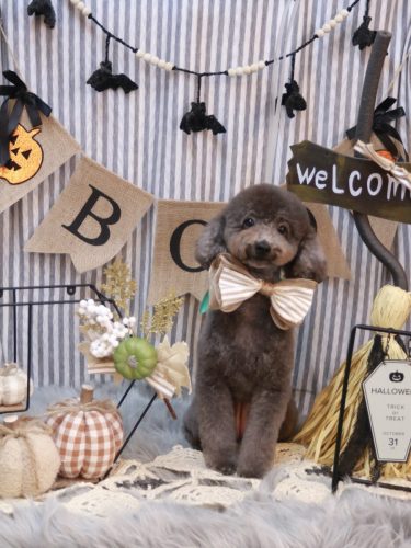 20251029chipieちゃん