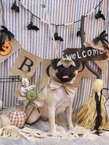 20251029ふぅちゃん