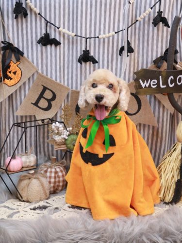 20251029アルトくん