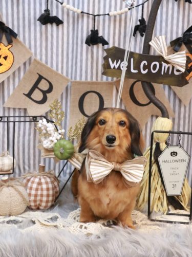 20251030めいちゃん