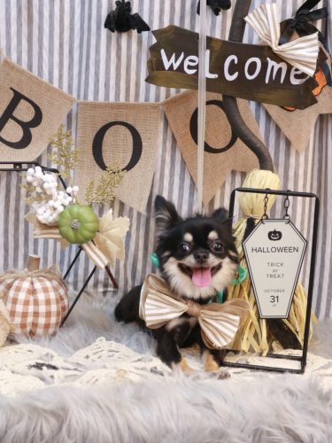 20251030るんちゃん