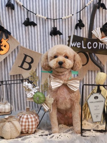 20251030モナカくん