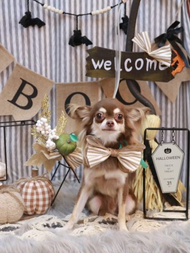 20251030こむぎくん