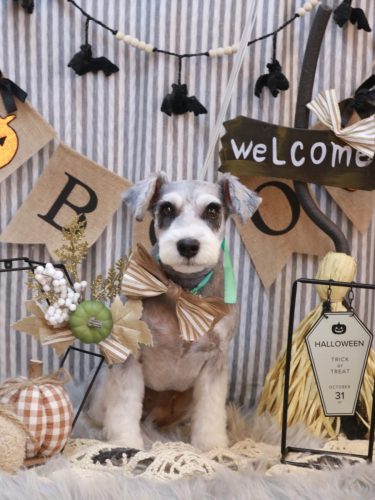 20251030ふたばちゃん