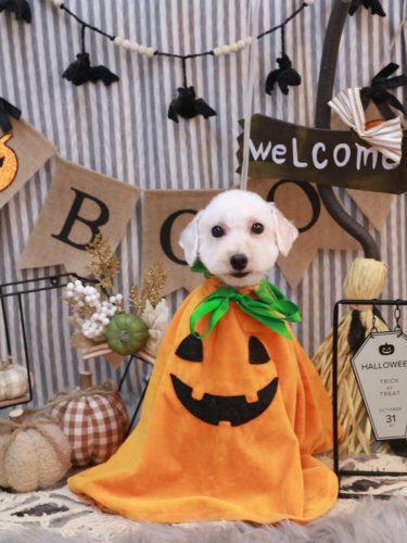 20251030ちくわくん