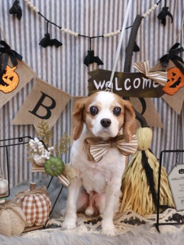 20251031マロくん