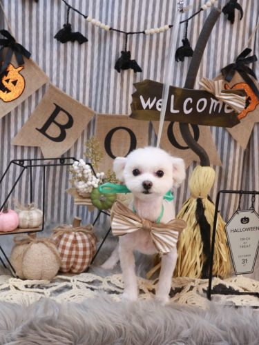 20251031レイくん