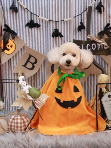 20251031モコくん