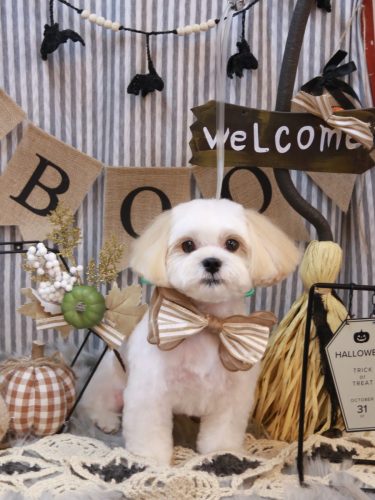 20251031ふくくん