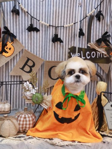 20251031ぽん吉くん