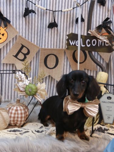 20251031リリィーちゃん