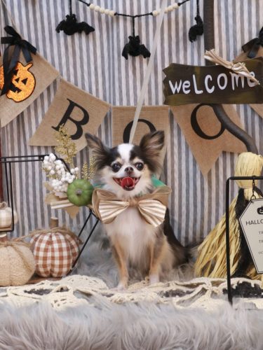 20251031ひめちゃん