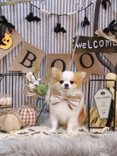 20251031りくくん