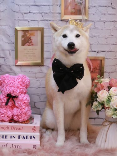 20251101ハナ子ちゃん