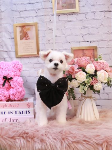 20251101まるちゃん