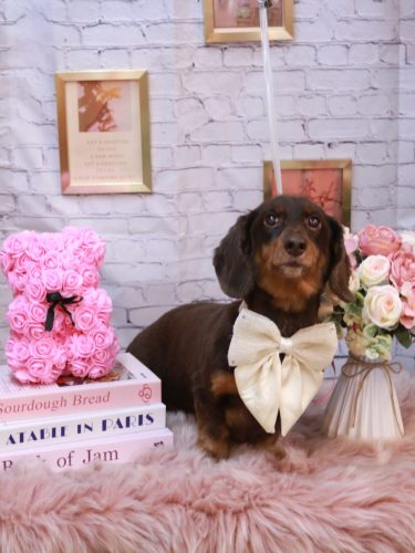 20251101ミロくん