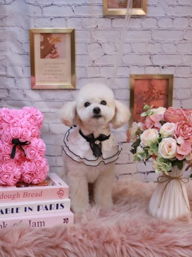 20251101ポコちゃん