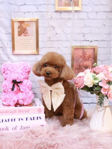 20251101アリームちゃん