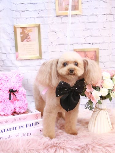 20251101メルちゃん