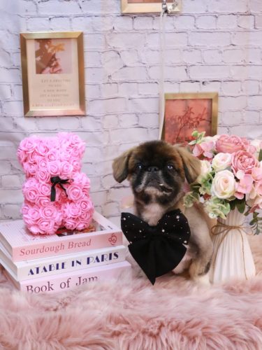 20251101スピカくん