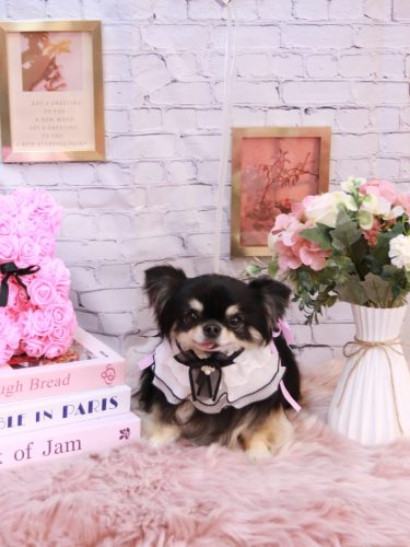 20251101プリンちゃん