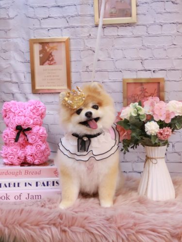 20251101モコくん