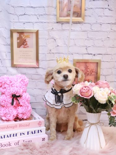 20251102ブランくん